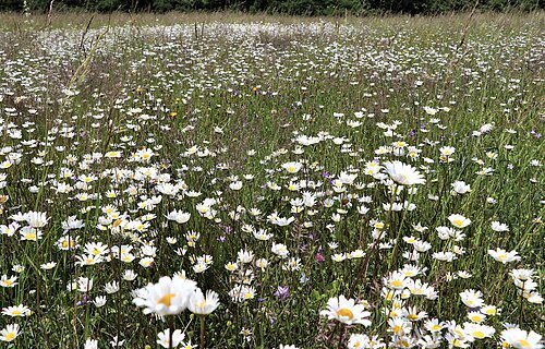 Margeritenblüte im Naturpark Altmühltal