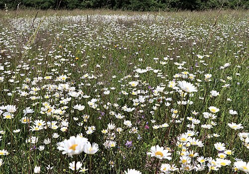 Margeritenblüte im Naturpark Altmühltal