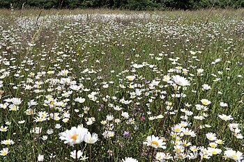 Margeritenblüte im Naturpark Altmühltal