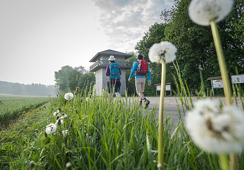 Zwei Wanderer, eine Frau und ein Mann, laufen auf den Limesturm zu. Beide haben einen Rucksack dabei. Im Vordergrund sind einige Pusteblumen im Gras zu sehen. Der Himmel ist bewölkt.