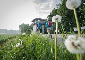 Zwei Wanderer, eine Frau und ein Mann, laufen auf den Limesturm zu. Beide haben einen Rucksack dabei. Im Vordergrund sind einige Pusteblumen im Gras zu sehen. Der Himmel ist bewölkt.