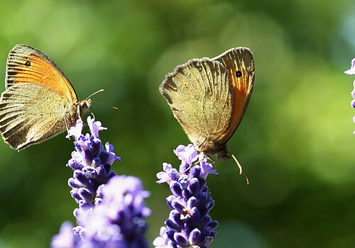 Schmetterling